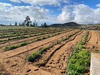 Terreno en venta en Charco del Pino en Granadilla de Abona