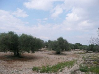Terreno en venta en Ulldecona