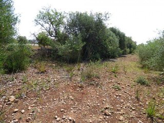 Terreno en venta en Llucmajor Interior en Llucmajor