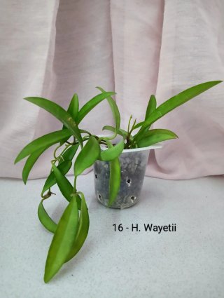 Hoya Wayetii