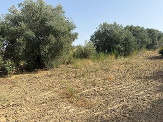 Terreno en venta en Rociana del Condado