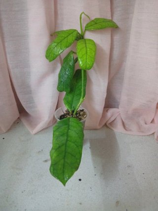 Hoya Globulosa