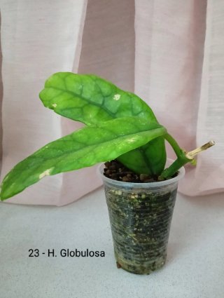 Hoya Globulosa