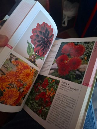 Bulbos / Bulb: Genios De La Ciencia Y La Astrol...