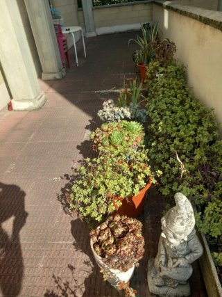 Maceteros con plantas variadas