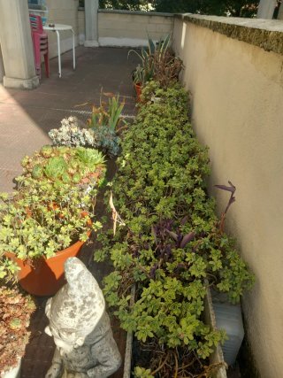 Maceteros con plantas variadas