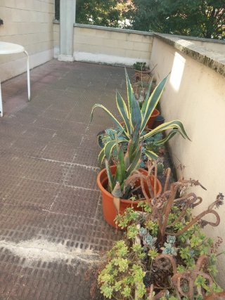 Maceteros con plantas variadas