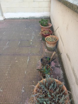 Maceteros con plantas variadas