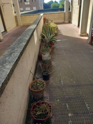 Maceteros con plantas variadas