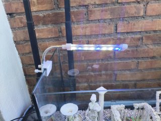 Pecera 60L con decoración estilo romano