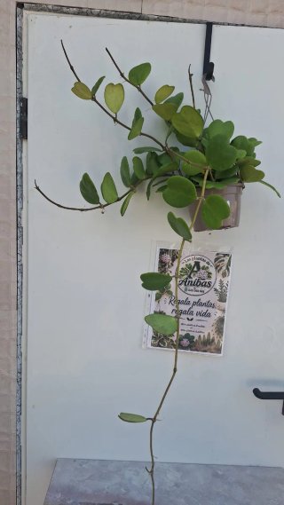 Hoya Kerrii XL 1 con pedúnculos