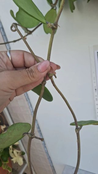 Hoya Kerrii XL 1 con pedúnculos
