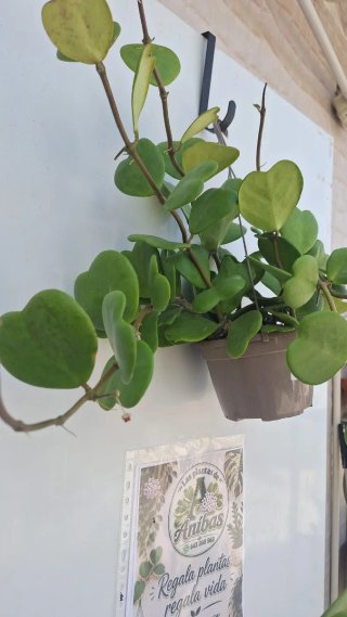 Hoya Kerrii XL 1 con pedúnculos