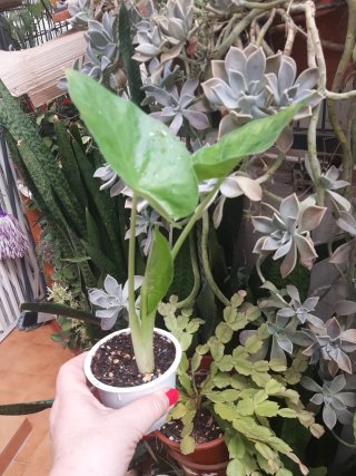 Alocasia Oreja de Elefante Planta
