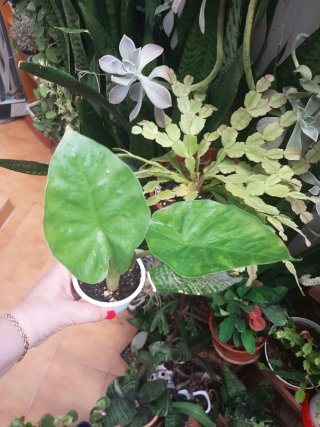 Alocasia Oreja de Elefante Planta