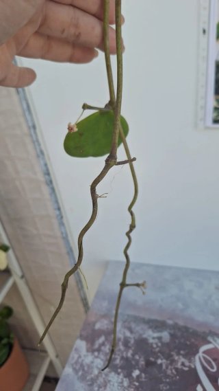 Hoya Kerrii XL 2 con pedúnculos