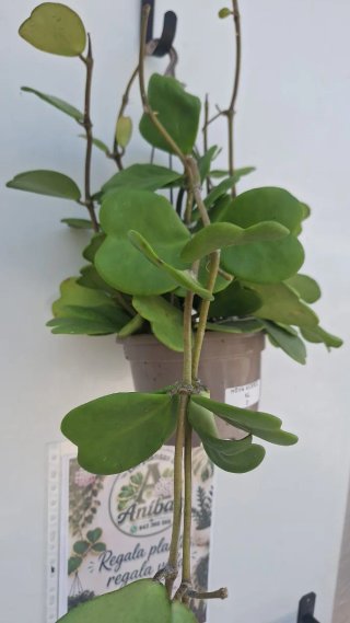 Hoya Kerrii XL 2 con pedúnculos