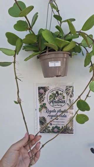 Hoya Kerrii XL 3 con pedúnculos