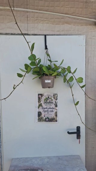Hoya Kerrii XL 3 con pedúnculos