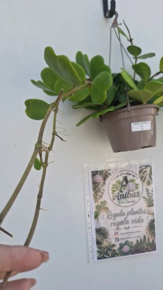 Hoya Kerrii XL 3 con pedúnculos