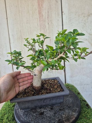 Prebonsai Ficus Australis (rubiginosa)