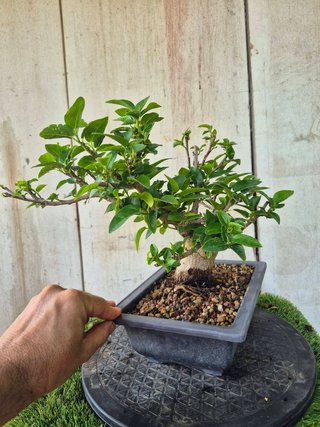 Prebonsai Ficus Australis (rubiginosa)