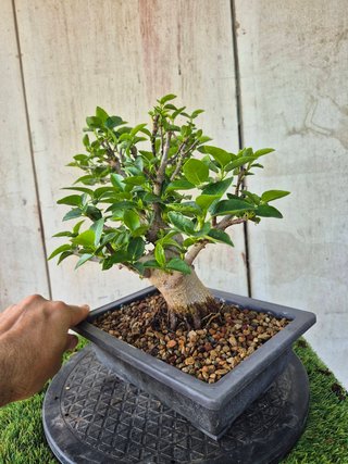 Prebonsai Ficus Australis (rubiginosa)