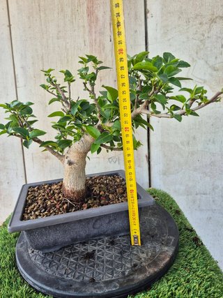 Prebonsai Ficus Australis (rubiginosa)