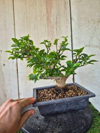 Prebonsai Ficus Australis (rubiginosa)