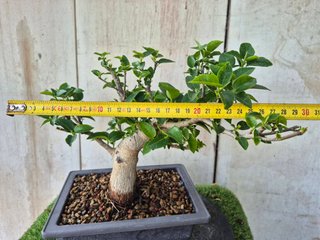 Prebonsai Ficus Australis (rubiginosa)