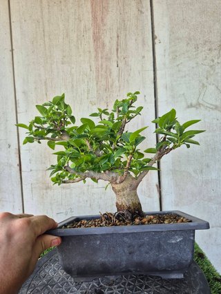 Prebonsai Ficus Australis (rubiginosa)