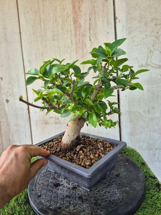 Prebonsai Ficus Australis (rubiginosa)