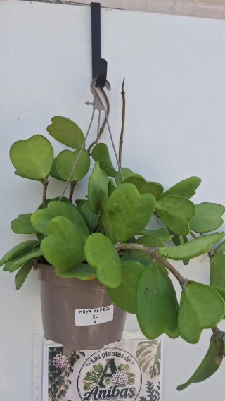 Hoya Kerrii XL 4 con pedúnculos