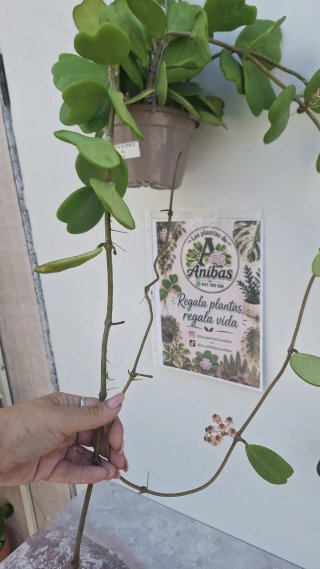 Hoya Kerrii XL 4 con pedúnculos