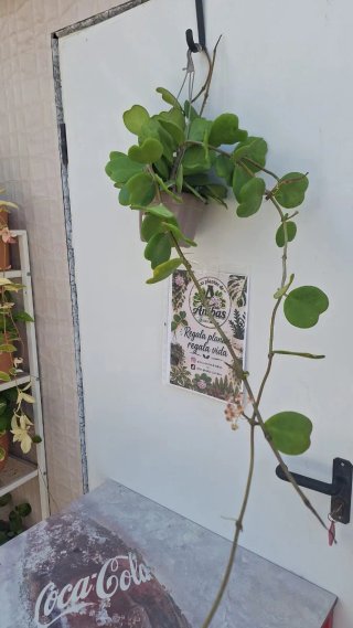 Hoya Kerrii XL 4 con pedúnculos