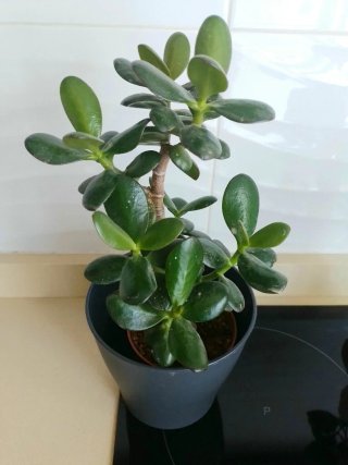 Planta Jade tipo Bonsái