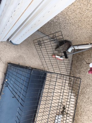Jaula para perro negra