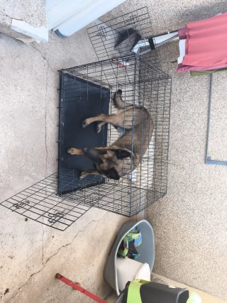 Jaula para perro negra