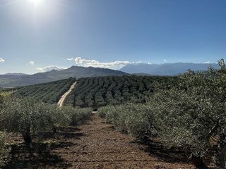 Terreno en venta en Coín