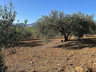 Terreno en venta en Coín