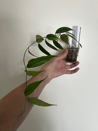 Hoya Buotii
