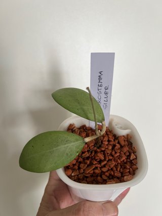 Hoya Erytrostemma Silver