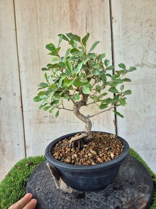Eleagnus Pungens Terrina 5502 Bonsái