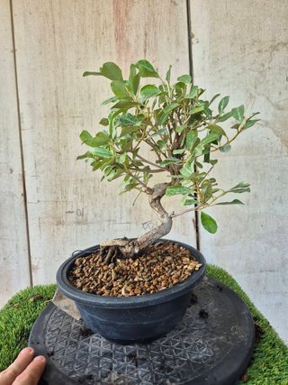 Eleagnus Pungens Terrina 5502 Bonsái