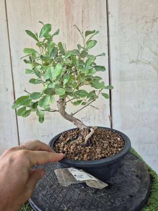 Eleagnus Pungens Terrina 5502 Bonsái