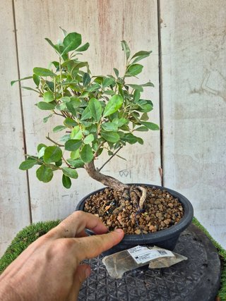 Eleagnus Pungens Terrina 5502 Bonsái