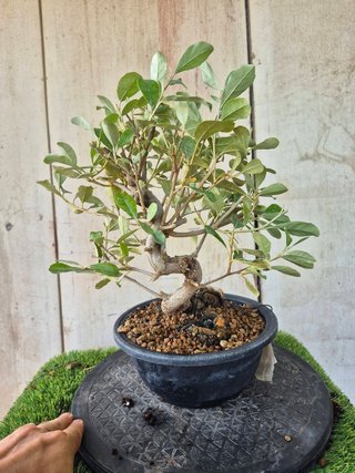 Eleagnus Pungens Terrina 5502 Bonsái
