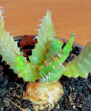 Planta.Caudex.Euphorbia Stellata.