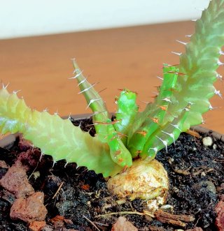 Planta.Caudex.Euphorbia Stellata.