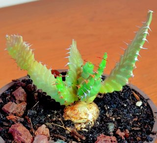 Planta.Caudex.Euphorbia Stellata.